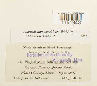 Plagiothecium cavifolium image