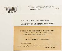 Plagiothecium cavifolium image