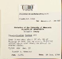 Plagiothecium cavifolium image