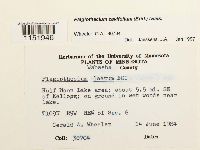 Plagiothecium cavifolium image