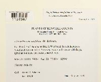 Plagiothecium cavifolium image