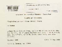 Plagiothecium cavifolium image