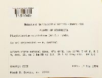 Plagiothecium cavifolium image