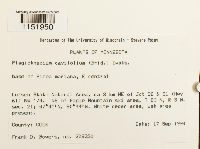 Plagiothecium cavifolium image