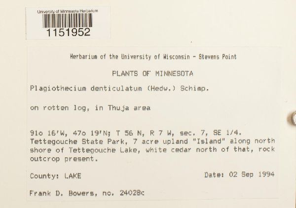 Plagiothecium denticulatum image
