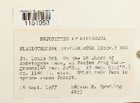 Plagiothecium denticulatum image