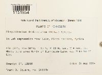 Plagiothecium denticulatum image