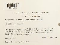 Plagiothecium denticulatum image