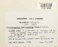 Plagiothecium denticulatum image