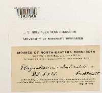 Plagiothecium denticulatum image