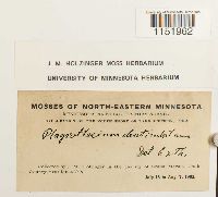 Plagiothecium denticulatum image