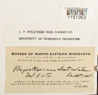 Plagiothecium denticulatum image