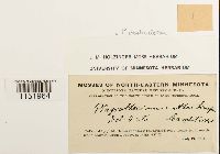 Plagiothecium denticulatum image