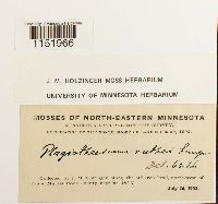 Plagiothecium denticulatum image