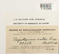 Plagiothecium denticulatum image