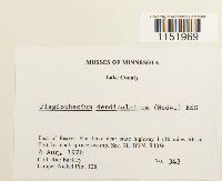 Plagiothecium denticulatum image