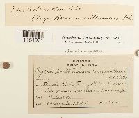 Plagiothecium denticulatum image