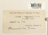 Plagiothecium denticulatum image