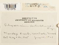 Plagiothecium denticulatum image