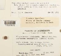 Plagiothecium denticulatum image