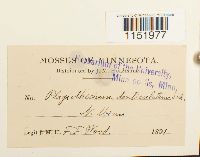 Plagiothecium denticulatum image