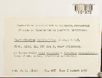 Plagiothecium denticulatum image