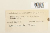 Plagiothecium denticulatum image