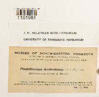 Plagiothecium denticulatum image