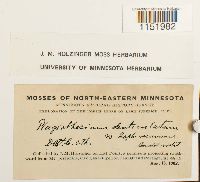 Plagiothecium denticulatum image