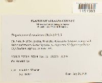 Plagiothecium denticulatum image