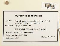 Plagiothecium denticulatum image