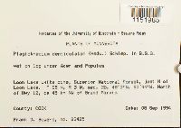 Plagiothecium denticulatum image