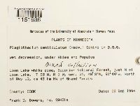 Plagiothecium denticulatum image