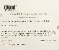 Plagiothecium denticulatum image