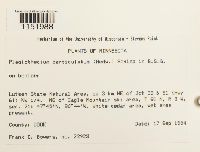 Plagiothecium denticulatum image