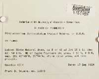 Plagiothecium denticulatum image