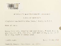 Plagiothecium denticulatum image