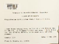 Plagiothecium denticulatum image