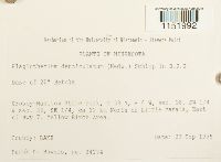 Plagiothecium denticulatum image