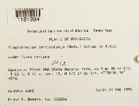 Plagiothecium denticulatum image