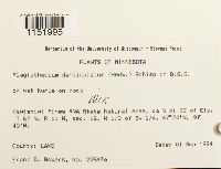 Plagiothecium denticulatum image