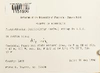 Plagiothecium denticulatum image