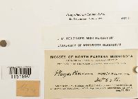 Plagiothecium laetum image