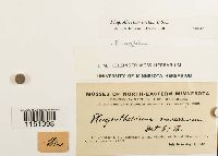 Plagiothecium laetum image