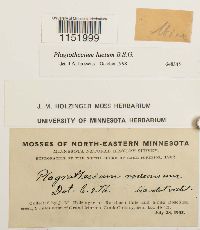 Plagiothecium laetum image