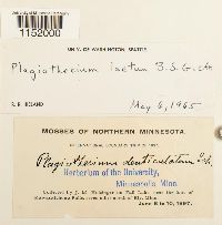 Plagiothecium laetum image