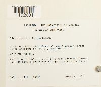 Plagiothecium laetum image