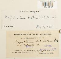 Plagiothecium laetum image