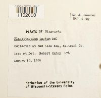 Plagiothecium laetum image