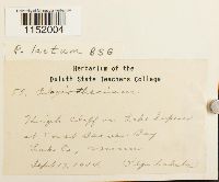 Plagiothecium laetum image